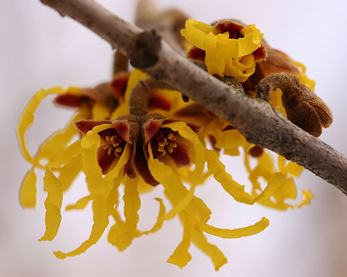 Witch Hazel