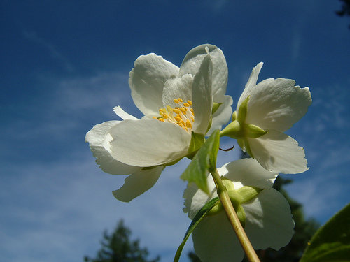 Jasmine Fragrance