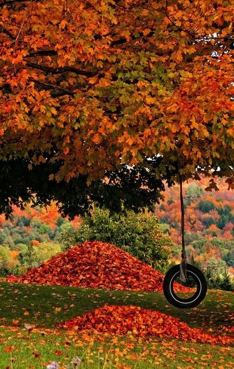 Tire Swing