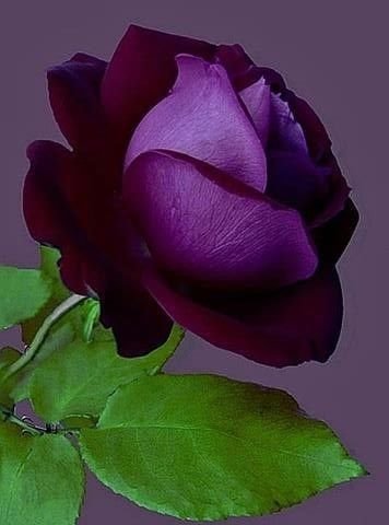 Purple Rose