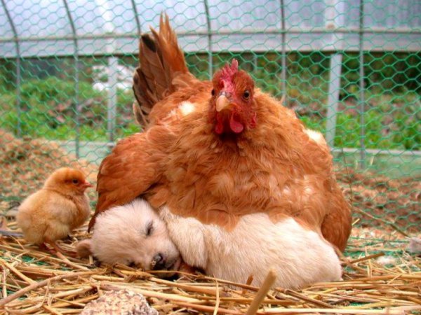 Sleep Tight, Weird Chick. I'll Keep You Warm