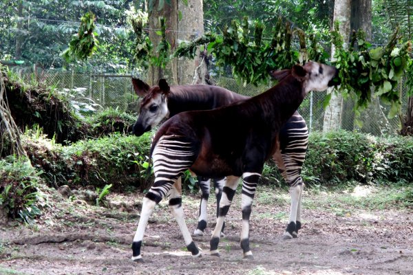 Okapi Wildlife Reserve, Democratic Republic of the Congo