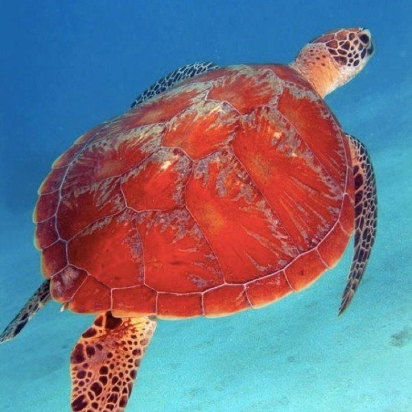 Turtles in the Great Barrier Reef