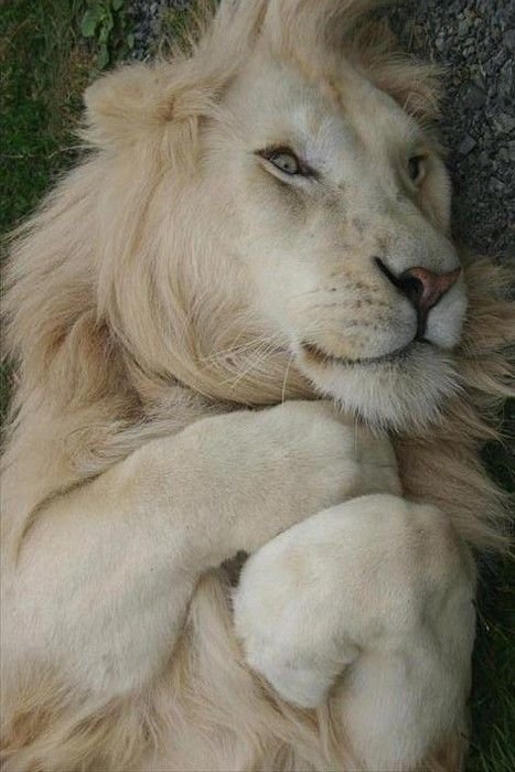 White Lion