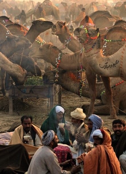 Camel Sellers