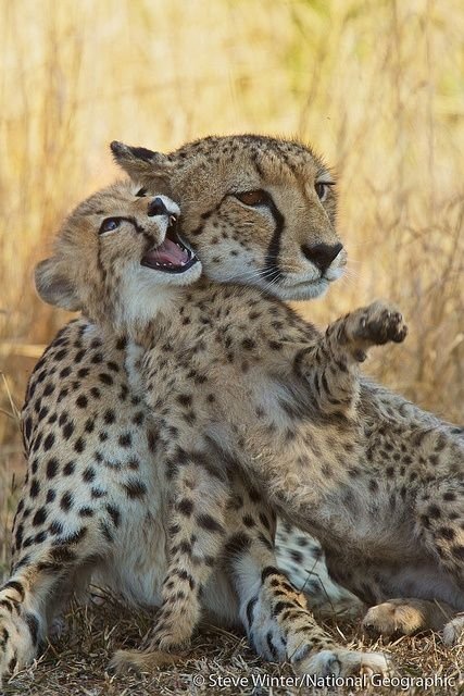 Cheetahs