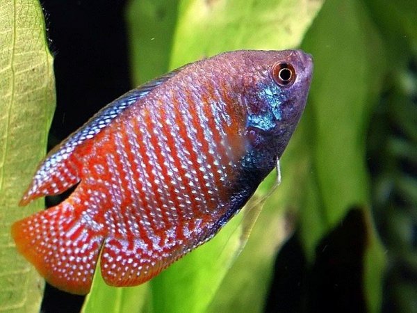 Dwarf Gouramis