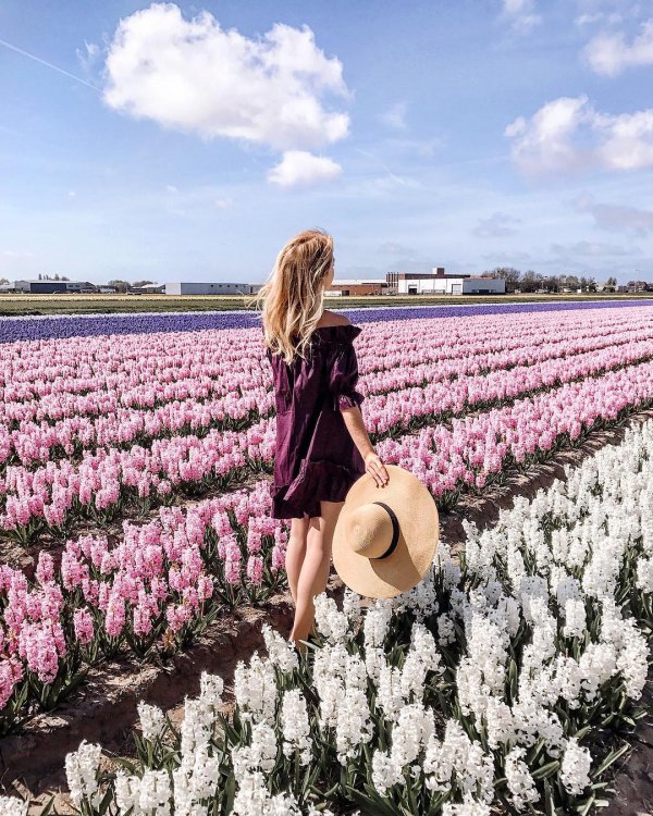 flower, plant, field, lavender, land plant,