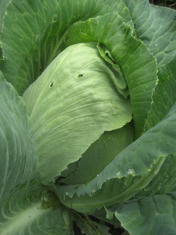 Early Jersey Wakefield Cabbage