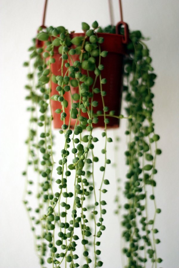 String of Pearls