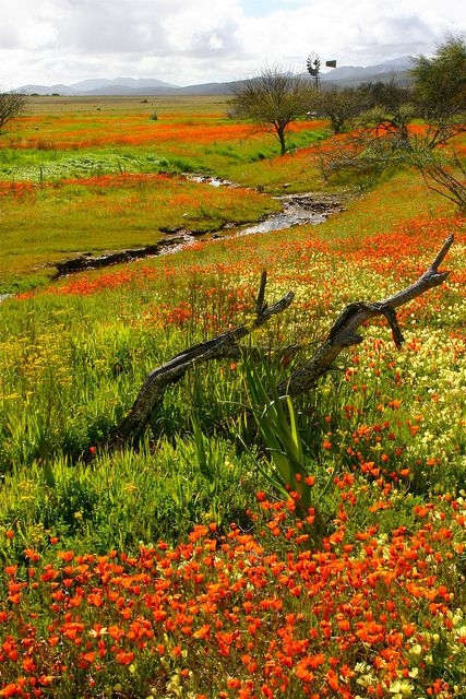 Namaqualand, South Africa/Namibia