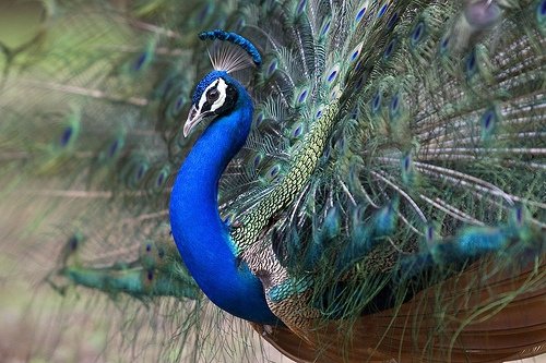 Peacock