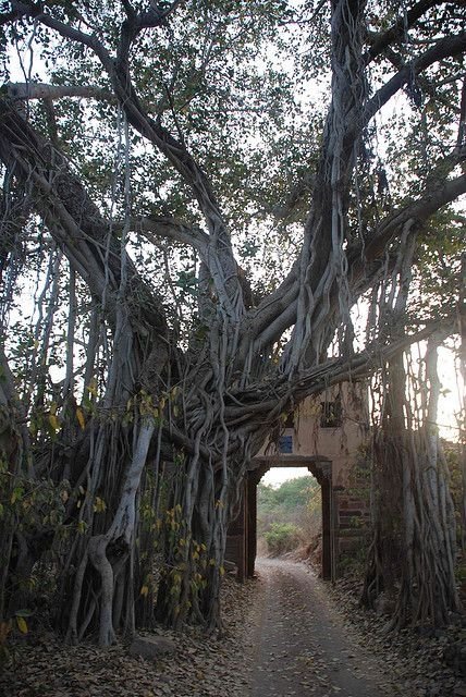 RANTHAMBORE National Park