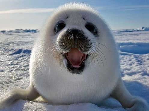 seals,harbor seal,mammal,vertebrate,polar bear,