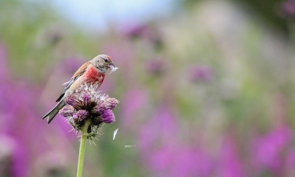 nature, bird, flora, flower, fauna,