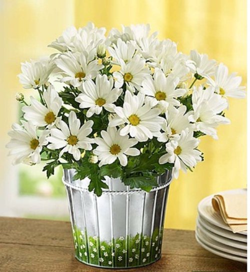 flower,plant,yellow,cut flowers,flower bouquet,