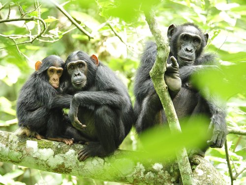 Mount Nimba Strict Nature Reserve, Guinea/Côte D'Ivoire