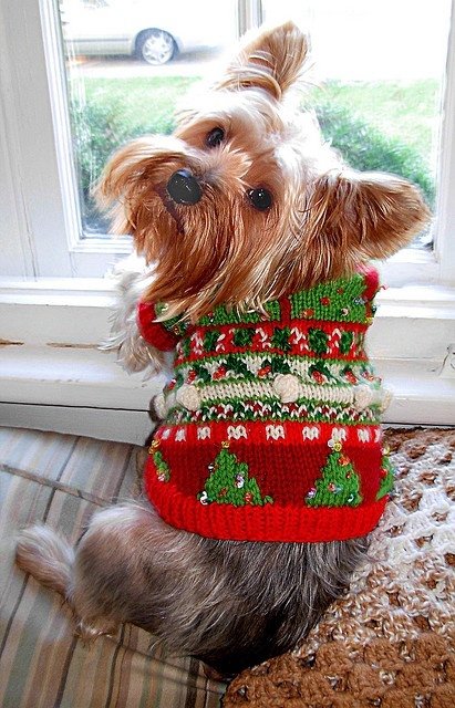 44 Pictures of Pets at Christmas ... Simply Because ...