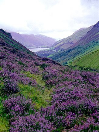 Heather in the Highlands