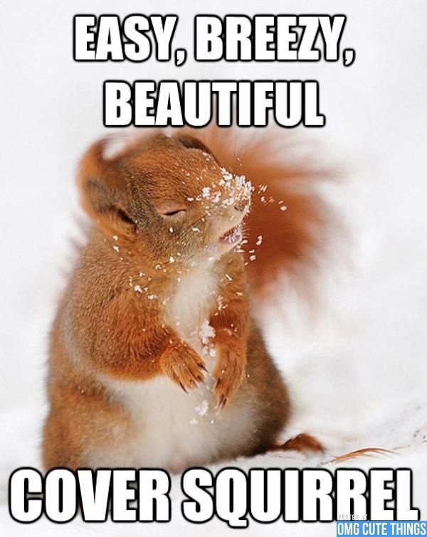 Cover Squirrel