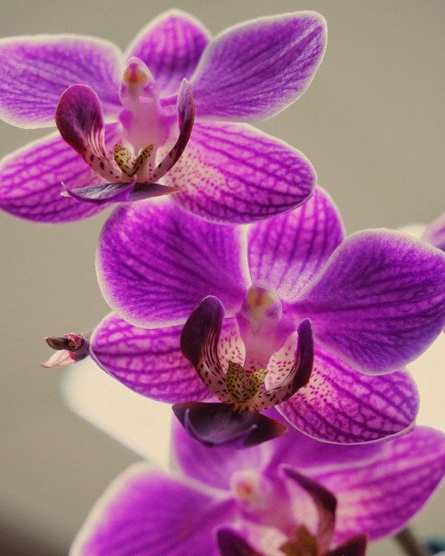 Orchid