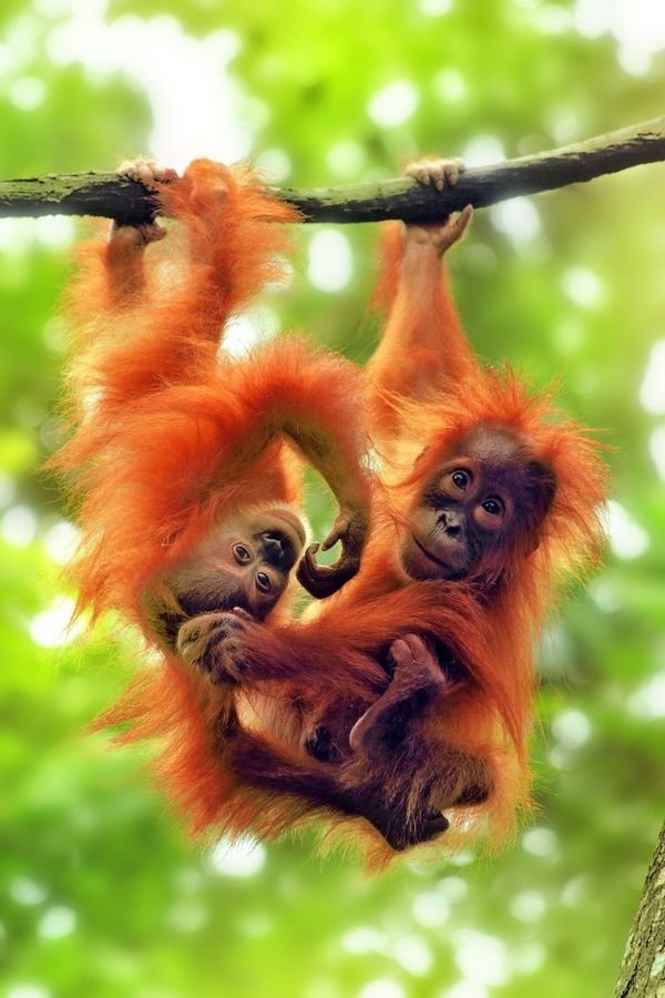 Orangutans