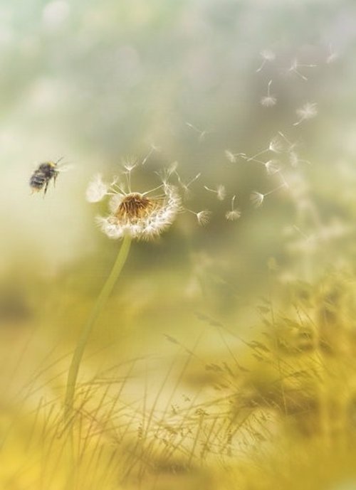 Dandelion Clocks