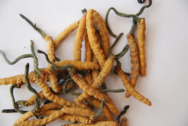 Cordyceps