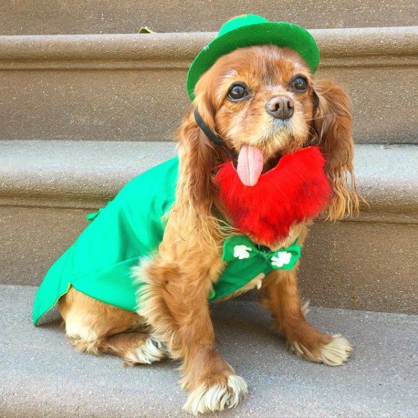 @toastmeetsworld is the cutest leprechaun ever!