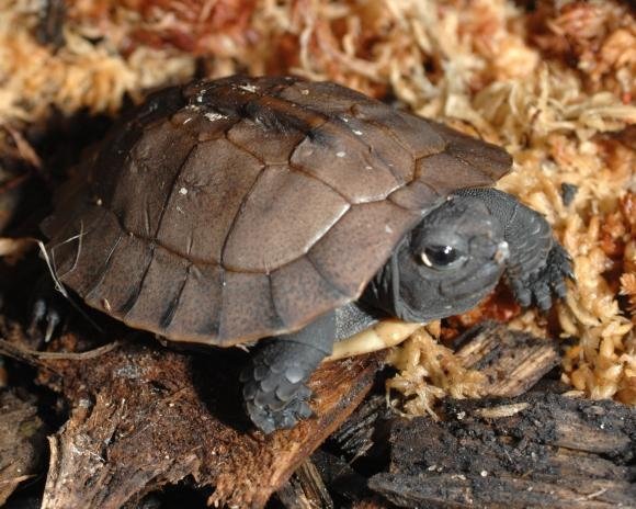 Arakan Forest Turtle