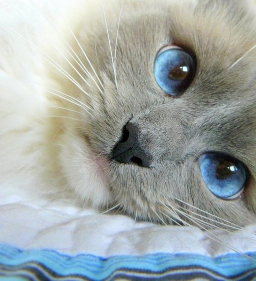 Blue Eyes