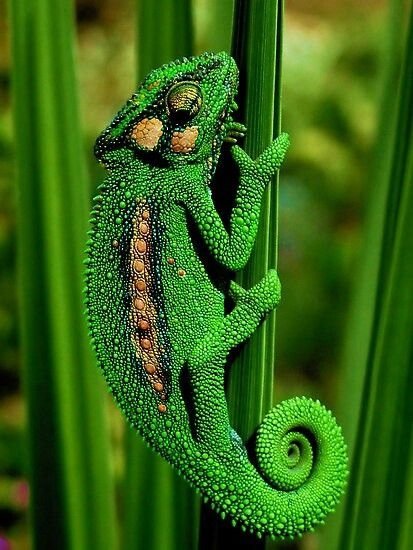 Cape Dwarf Chameleon