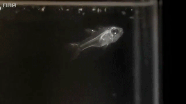 Fish That Are Caught and Released Must Feel like Aliens