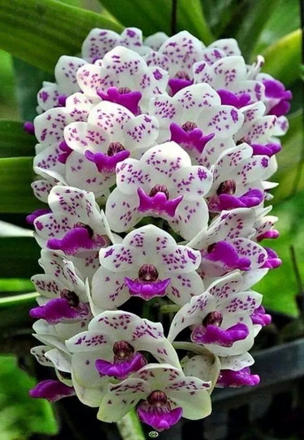 Orchid Cluster