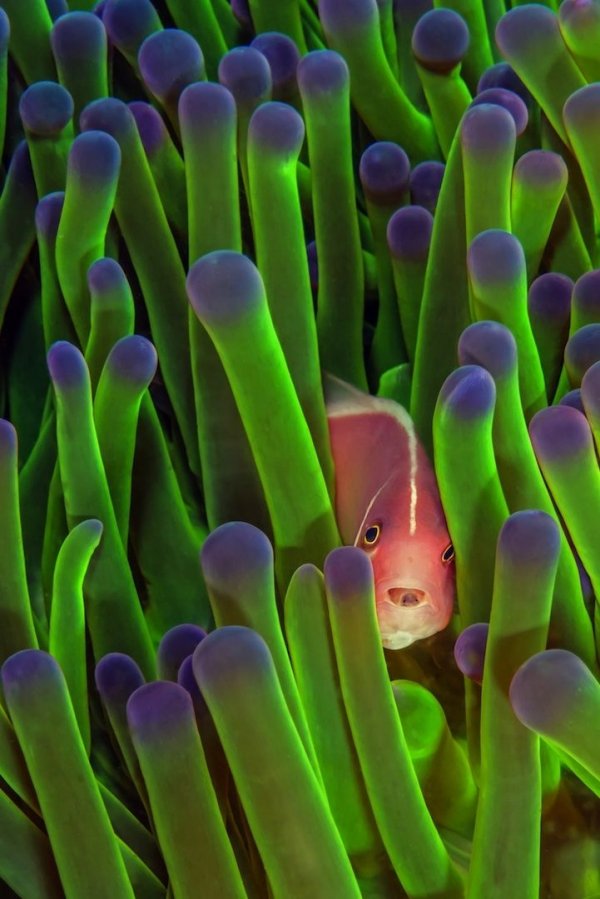 Anemone Fish