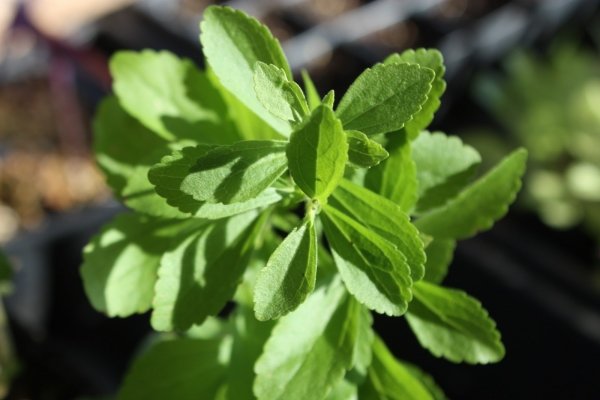 Stevia