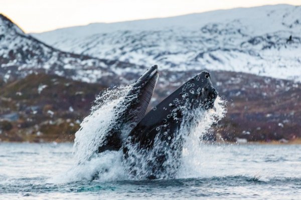 Go Whale Watching with Mark Carwardine