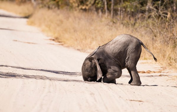 mammal, elephant, wildlife, indian elephant, fauna,