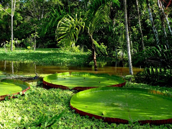 The Amazon, Ecuador