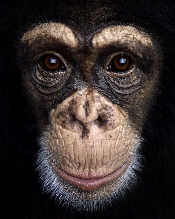 49 Pictures of Chimps to Brighten Your Day ...