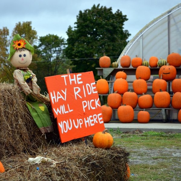 Pumpkin Picking