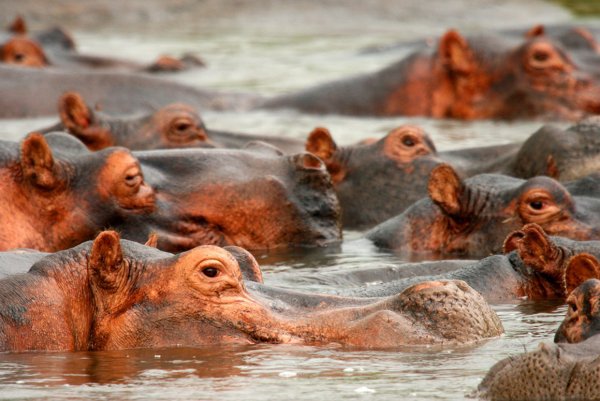 Salonga National Park, Democratic Republic of the Congo