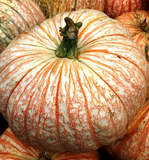 One Too Many Pumpkin