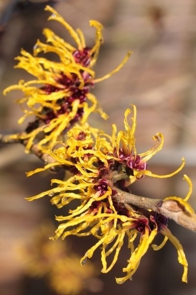 Witch Hazel