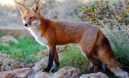 The Red Fox