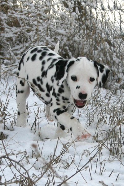 "Can You Spot Me in All This Snow?"