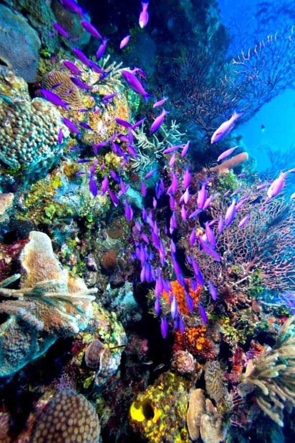 Belize Barrier Reef