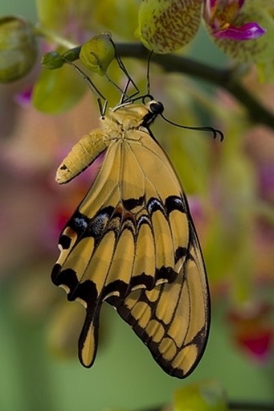 Swallowtail