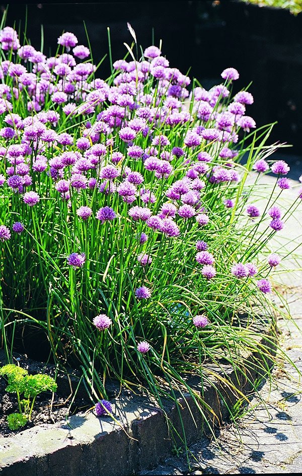 Chives