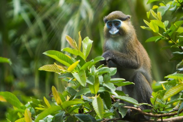 Dja Faunal Reserve, Cameroon